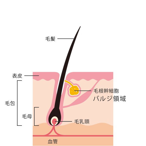 毛乳頭が毛根幹細胞に指令を与え、発毛が始まる